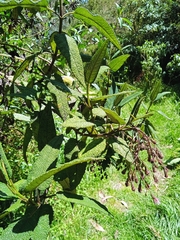 Aristeguietia glutinosa