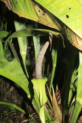Anthurium caucavallense