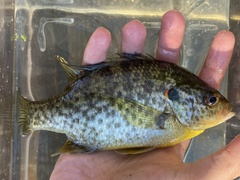 Lepomis microlophus