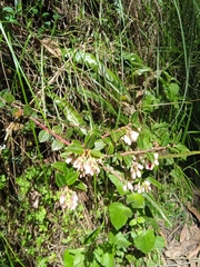 Vaccinium floribundum
