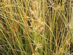 Juncus inflexus