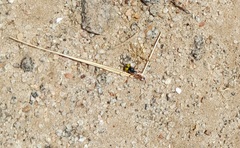 Philanthus triangulum diadema