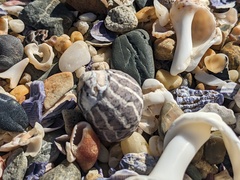 Austrocochlea porcata