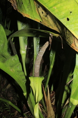 Anthurium caucavallense