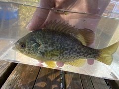 Lepomis microlophus
