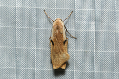 Teulisna bipunctata