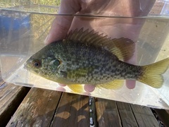 Lepomis microlophus
