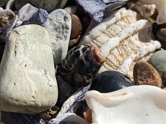 Tenguella marginalba