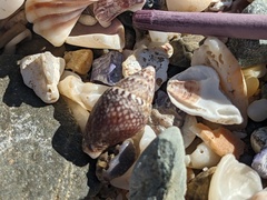 Pardalinops testudinaria