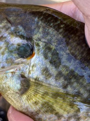 Lepomis microlophus