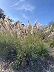 Cortaderia