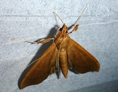 Anarmodia