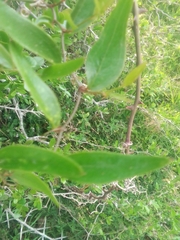 Smilax campestris