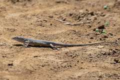 Polychrus acutirostris