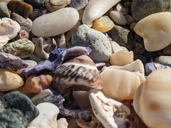 Bembicium nanum