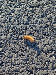 Phragmatobia