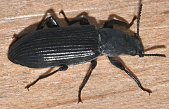 Xylopinus saperdoides