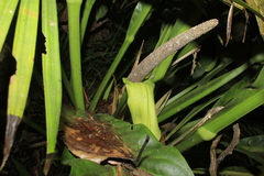 Anthurium caucavallense