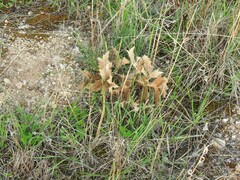 Eryngium campestre