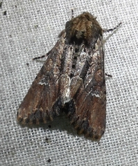 Mniotype occidentalis