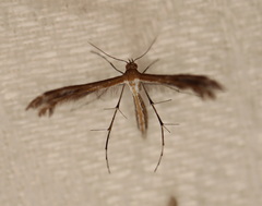 Stangeia xerodes