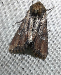 Mniotype occidentalis