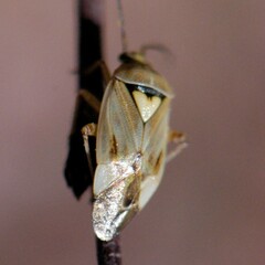 Lygus shulli