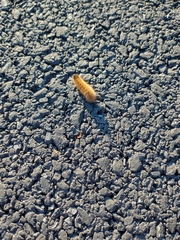 Phragmatobia