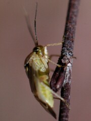 Lygus shulli
