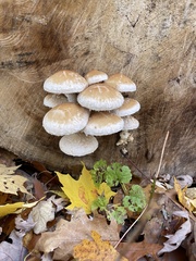 Hemipholiota