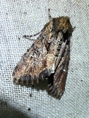 Mniotype occidentalis