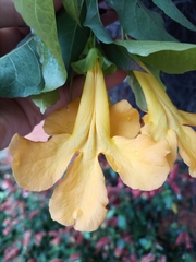 Dolichandra unguis-cati