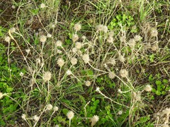 Trifolium hirtum