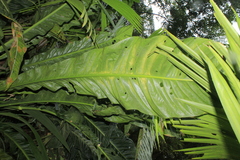 Anthurium caucavallense