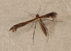 Stangeia xerodes