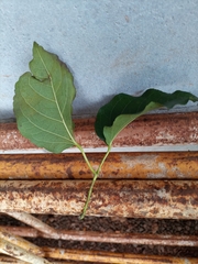 Dolichandra unguis-cati