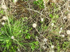 Trifolium hirtum