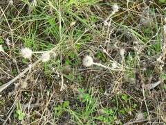 Trifolium hirtum