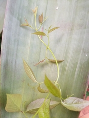 Dolichandra unguis-cati