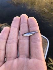 Cyprinella lutrensis