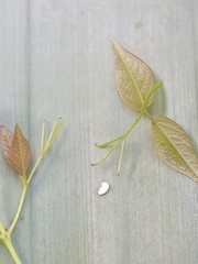 Dolichandra unguis-cati