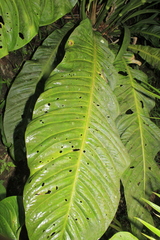 Anthurium caucavallense
