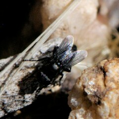 Limosininae