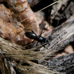 Limosininae