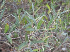 Salix salviifolia