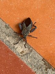 Pachylis laticornis