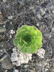 Aeonium