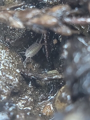 Isopoda
