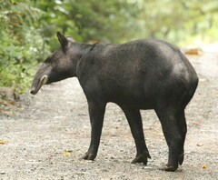 Tapirus pinchaque