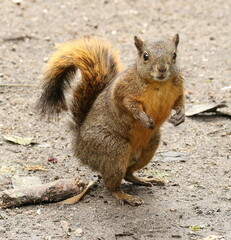 Sciurus granatensis